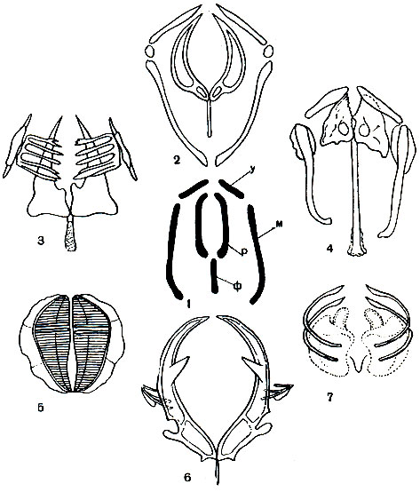 . 248.     : 1 -   ;  -  ();  -  ();       ();  -  ()   - (),   (); 2 -    Encentrum; 3 -   Dapidia; 4 -   Notom-mata copeus; 5 -   Bdelloidea; 6 - -  Asplanchna; 7 -   Collotheca