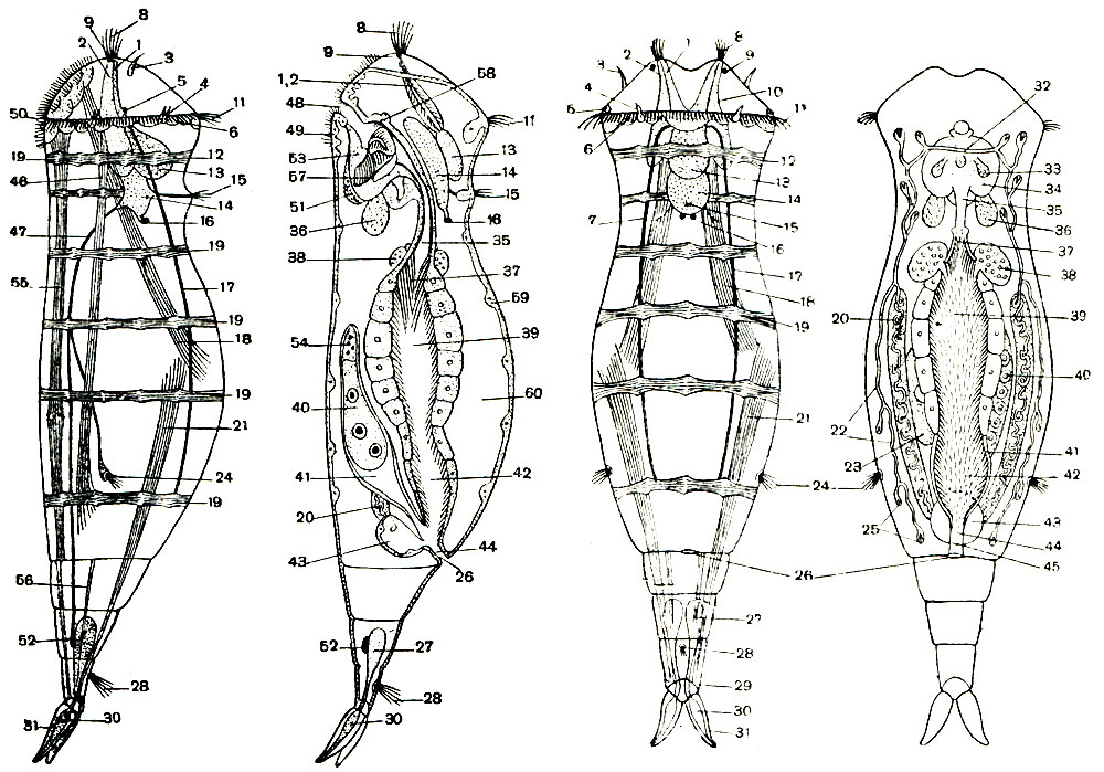 . 249.      Monogononta.     ()   (): 1 -  ; 2 -   ; 3 -   ; 4 -     ; 5 -         ; 6 -     ; 7 -    ; 8 -   ; 9 - ,  , ; 10 -  ; 11 -   ; 12 - -   ; 13 -  ; 14 - ; 15 -  ; 16 -  ; 17 -   ; 18 -   -; 19 -   ; 20 -   ; 21 -   -; 22 -   ; 23 - ; 24 -  () ; 25 -   ; 26 -  ; 27 -   ; 28 -  ; 29 -  ; 30 -   ; 31 - ; 32 -  ; 33 -   ; 34 - ; 35 -     ; 36 -   ; 37 -     ; 38 -  () ; 39 - ; 40 - ; 41 - ; 42 - ; 43 -  ; 44 - ; 45 -     ; 46 -  -; 47 -   ; 48 -  ; 49 -     () ; 50 -      ; 51 -  ; 52 -  ; 53 - ; 54 - ; 55 -  -; 56 -   ; 57 -  (); 58 -    ; 59 - ; 60 -  