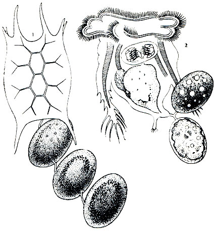 . 250. Keratella quadrata (1)  Hexarthra mira (2): 1 -      ;    ; 2 -        