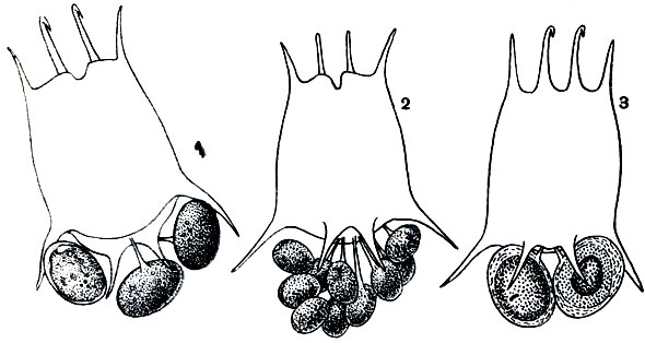 . 252. Brachionus calyciflorus: 1 -       ; 2 -       ; 3 -        