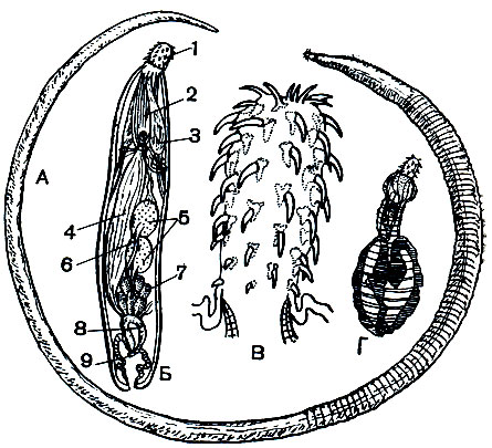 . 256. .  - Macrocanthorhynchus hirudinaceus.  - Echinorynchus (): 1 - ; 2 -  ; 3 - ; 4 -  (); 5 - ; 6 - ; 7 - ; 8 -  ; 9 -  .  -  (.),    .  -  