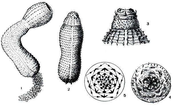 . 257.  : 1 -  (Priapulus); 2 -  (Halicryptus); 3 -    ( ); 4 -  ,  ; 5 -       