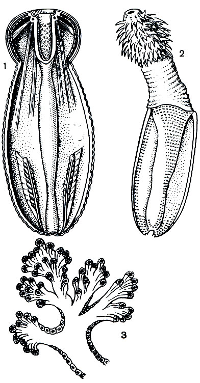 . 258. : 1 -           ,     -  ; 2 -  ; 3 -       