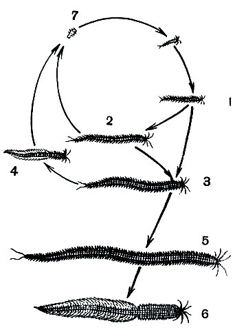 . 266.   Platynereis dumerilii: 1 -   ; 2 -   ; 3 -   ; 4 -   ; 5 -   ; 6 -   ; 7 - 
