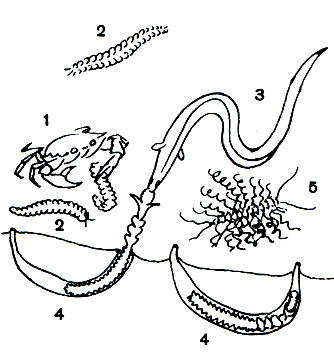  24.   : 1 - ,   Aphroditidae (2); 3 - ,    Chaetopterus (4); 4 -  Chaetopterus  ; 5 -  Pterosyllis