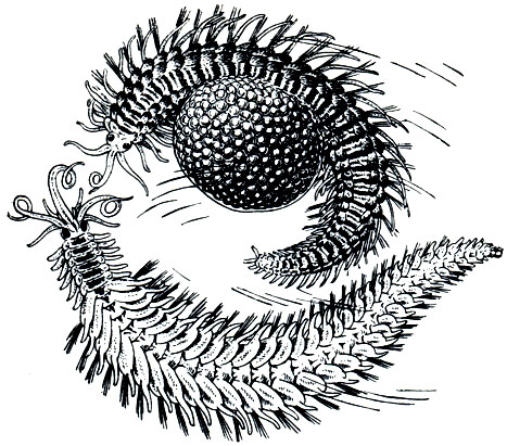 . 270.   Autolytus (Syllidae):  -   ,  ;  -    