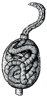 . 278.   Tubifex  