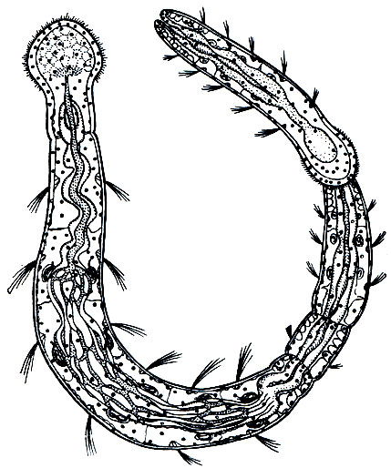 . 280. Aeolosoma hemprichi