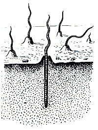 . 283.  (Tubifex)  