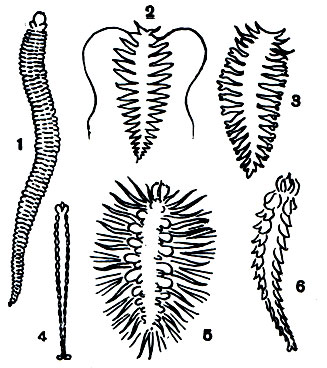  25.  : 1 - Alciopidae; 2 - Tomopteris; 3 - Lopadorhynchus; 4 - Sagittella; 5 - Nectochaeta; 6 - Typhloscolecs