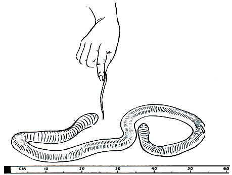 . 287.    Megascolides australis. ( ,  ,    Lumbricus terrestris.)