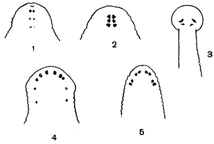 . 290.  : 1 - ; 2 - ; 3 - ; 4 - ; 5 - 