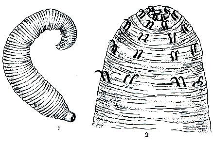 . 292.   (Acanthobdella): 1 -  ; 2 -     