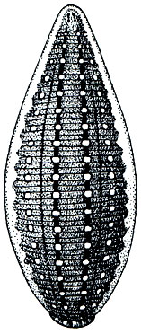. 294.   (Glossiphonia complanata)   