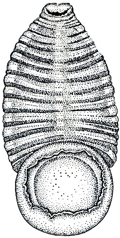 . 295.   (Torix cotylifer)   