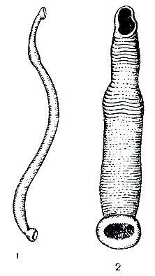 . 298.  : 1 -  (-rcinobdella cyclostoma) -   ; 2 -  (Levinsenia reetongulata) -  