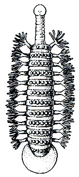 . 299.    (Ozobranchus jantseanus).    - 