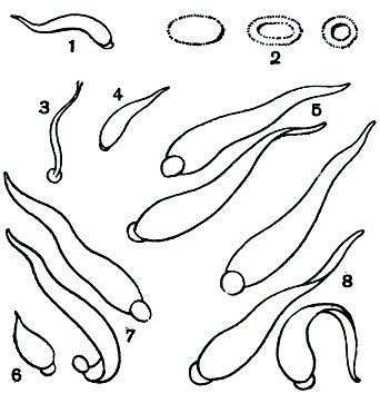  26. : 1 - ,      ; 2 -   ;   - ,   -   ,   -   . 3 -   (Piscicola geometra); 4 -   (Helobdella stagnalis, ). 5 -   (Hirudo medicinalis,    ); 6 -   (Glossiphonia complanata); 7 -   (Limnatis nilotica,    ); 8 -   (Haemopis sanguisuga,    )
