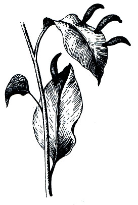 . 301.     (Haemadipsa ceylonica)
