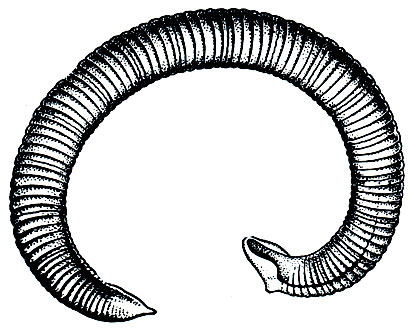 . 303.   (Archaeobdella esmonti)