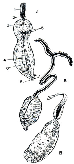 . 304.   .  - Echiurus echiurus: 1 - ; 2 -  ; 3 -  ; 4 -  ,    ; 5 -  ; 6 -   ; 7 -  ; 8 -  ;  - Bonellia viridis;  - Thalassema gigas