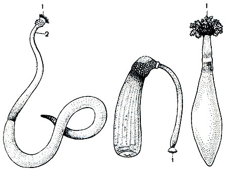 . 305.   :  : Golfingia vulgare; Aspidosiphon steenstrupii; Dendrostomum pyroides. 1 -     ; 2 - 