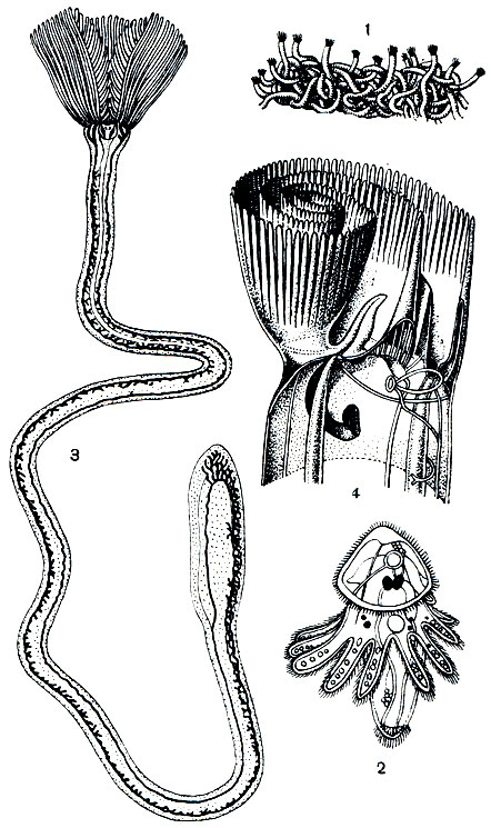 . 306.   : 1 -   Phoronis sp.,      ;          ( ); 2 -   - ( ); 3 - Phoronis sp. (    ); 4 -   Phoronis sp.,       .      