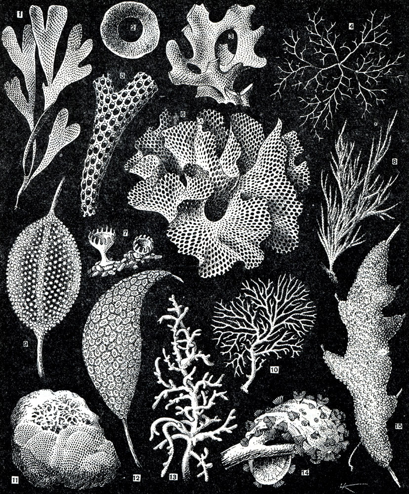 . 307. : 1 - Flustra foliacea (   ,     ); 2 - Alcyonidium disci-forme (   ); 3 - Parella sp.; 4 - Frederieella sultana ( ); 5 - Meni zelandica; 6 - Retepora cellulosa (   ); 7 - Defrancia lucernaria ( ); 8 - Eucrata loricata (   ); 9 - Australella indica (     -  . 15); 10 -  lichenoides (   ); 11 - Membranipora sp. ( ); 12 - Pectinatella sp.; 13 - Alcyonidium gelatinosum (   ); 14 - Cristatella mucedo ( ); 15 - Australella indica (  - )