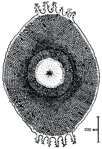 . 312.  Lophopodella carteri.        (    )