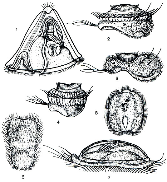 . 313.    : 1 - Cyphonautes; 2 - Microporella ciliata; 3 - Hippotoa hyalina; 4 - Porella concinea; 5 - Bowerbankia pystolosa ( ); 6 - Crisia eburnea; 7 - Flustrella hispida