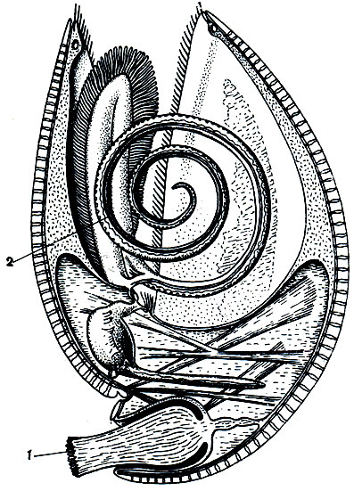 . 317.   .    (1),       .        (2)