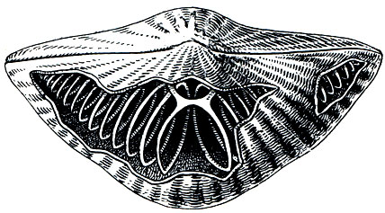 . 319.   Spirifer.   ,       