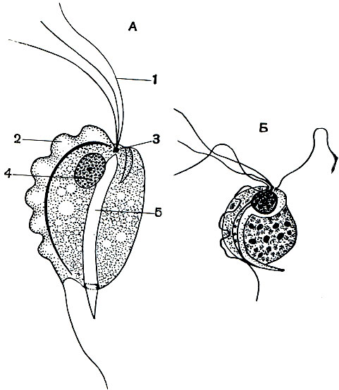 . 56.   Trichomonas:  -  ;  - Trichomonas hominis   . 1 - ; 2 -  ; 3 -   ; 5 - 