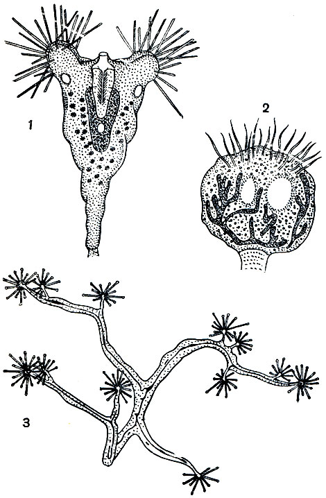 . 103.    : 1 - Tokophrya quadripartita,    ; 2 - Ephelota gemmipara,   ; 3 - Dendrosoma radians,         