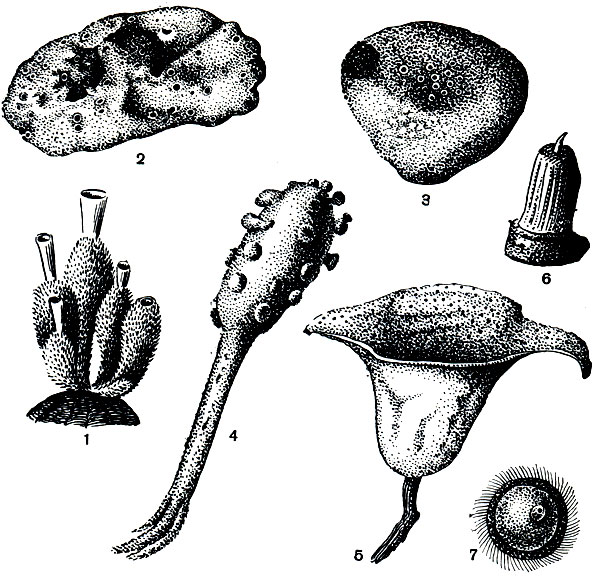 . 132.    : 1 -      (Sycon cilia turn); 2 -        (cale ochotensis); 3-5 -    (Geodia phlegraei, Chondrocladia gigantea, Semisuberites arctica); 6, 7-   (Tentorium semisuberites, Polymastia hemisphaericum)