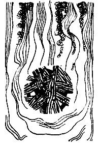 ��������� �����������