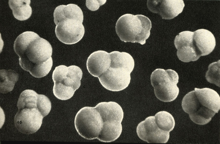     (Foraminifera)