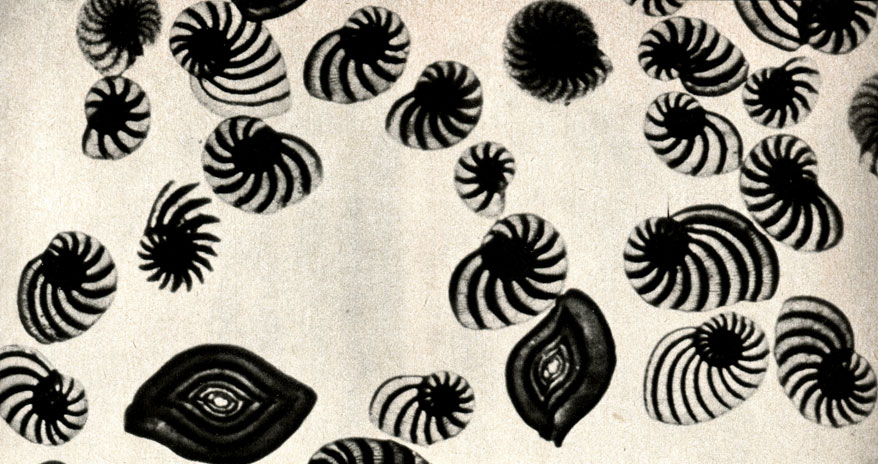    (Spiroculina planulata),    (Peneroplis rtusus),    (Peneroplis planatus)