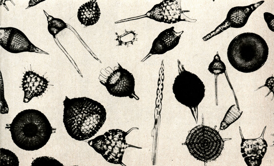 ,   (Radiolaria)