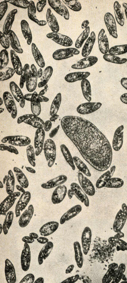   (Paramecium aurelia)