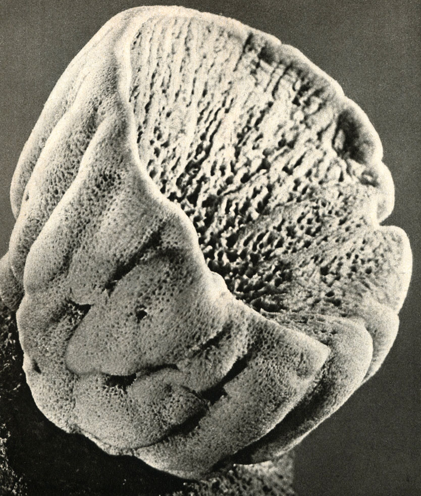   (Euspongia officinalis tnollissima)