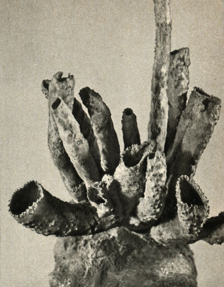   Spinosella sorroria