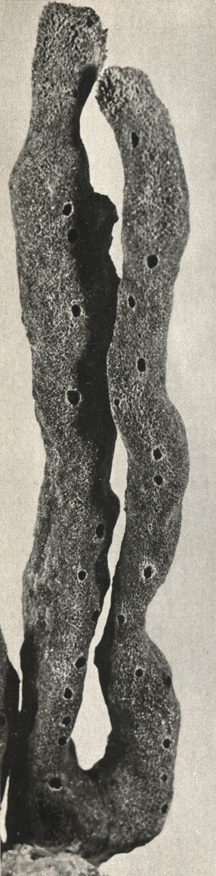   Pachychalina rubens