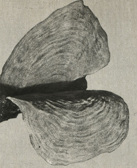  Cavochalina bilamellata