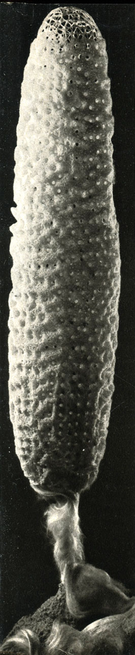   (Euplectella oweni)