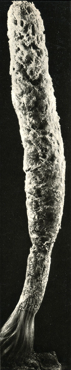 Semperella schulzei
