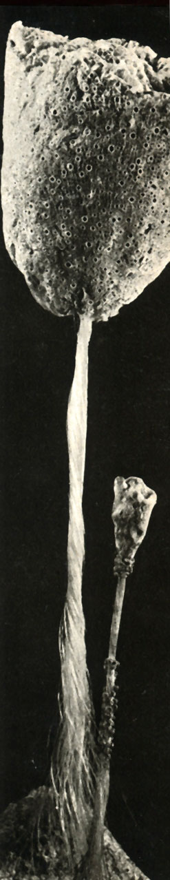   (Hyalonema sieboldi)