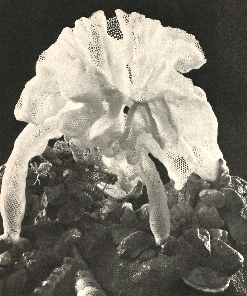   Aphrocalystes beatrix