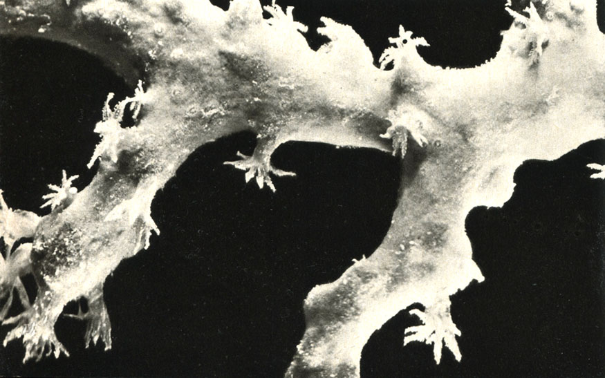 ,  ,  (Pelmatohydra oligactis)