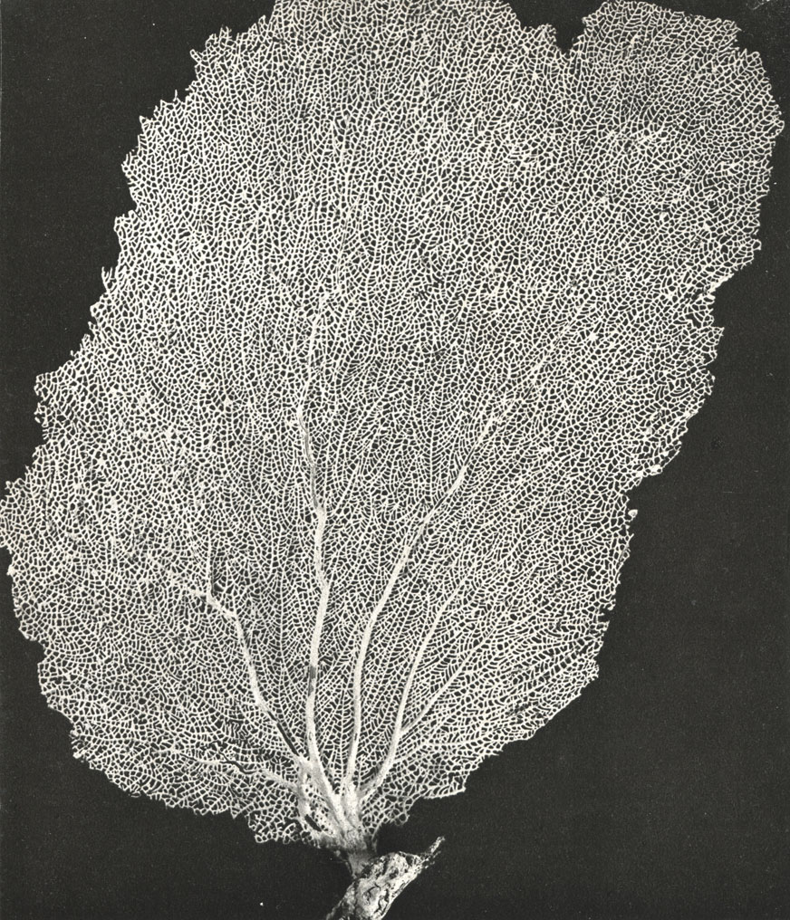   (Rhipidigorgia flabellum)